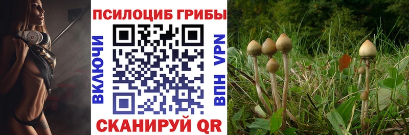 Псилоцибиновые грибы Psilocybe  Константиновск 
